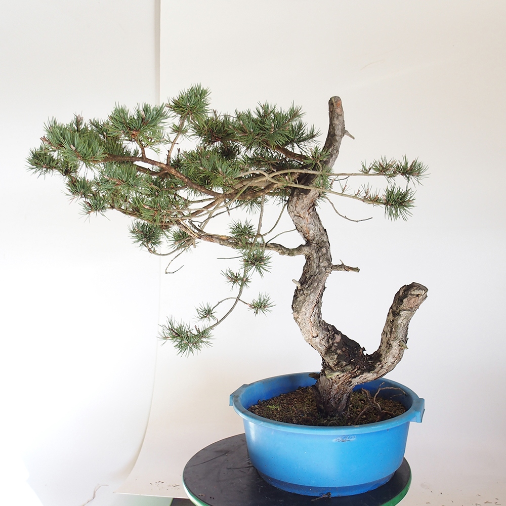 Yamadori - Pinus sylvestris Espagne