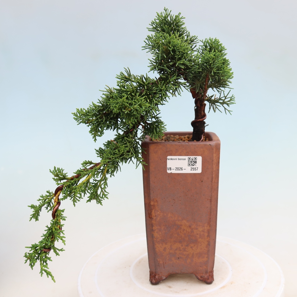 Bonsaï d'extérieur - Juniperus chinensis Kishu