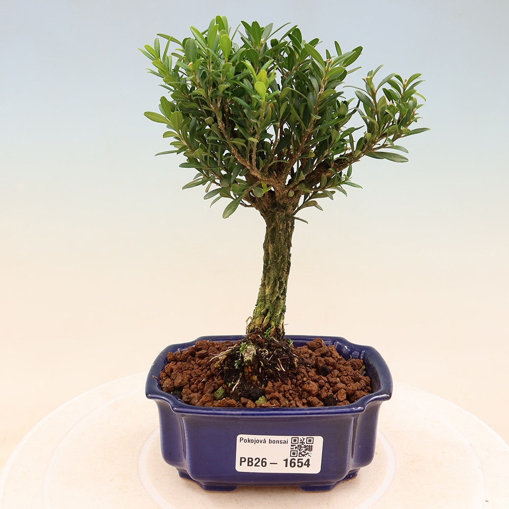 Bonsaï de chambre - Buxus harlandii - buxus liège