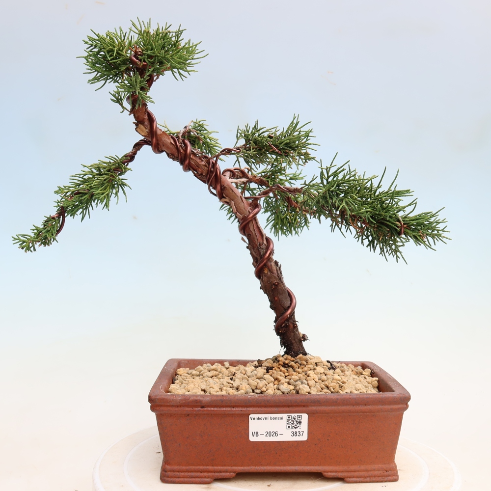 Bonsaï d'extérieur - Juniperus chinensis Kishu