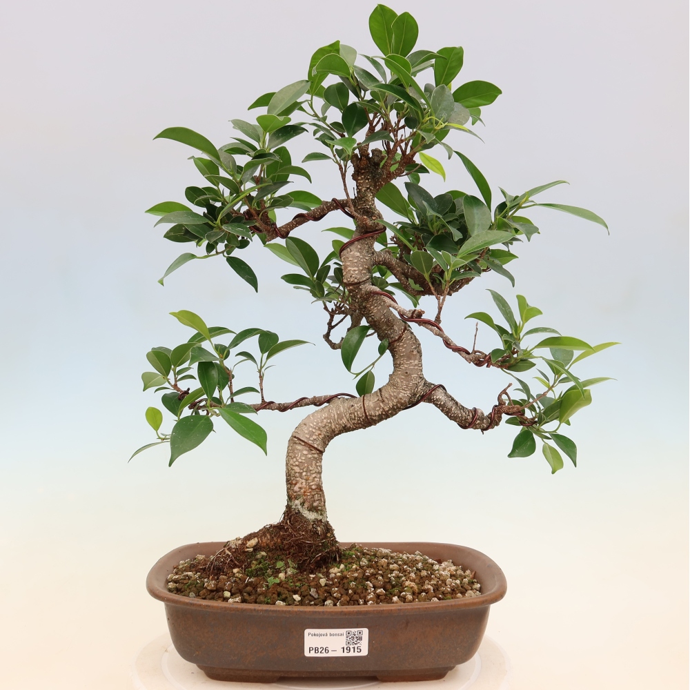 Salle bonsaï - Ficus kimmen - ficus à petites feuilles