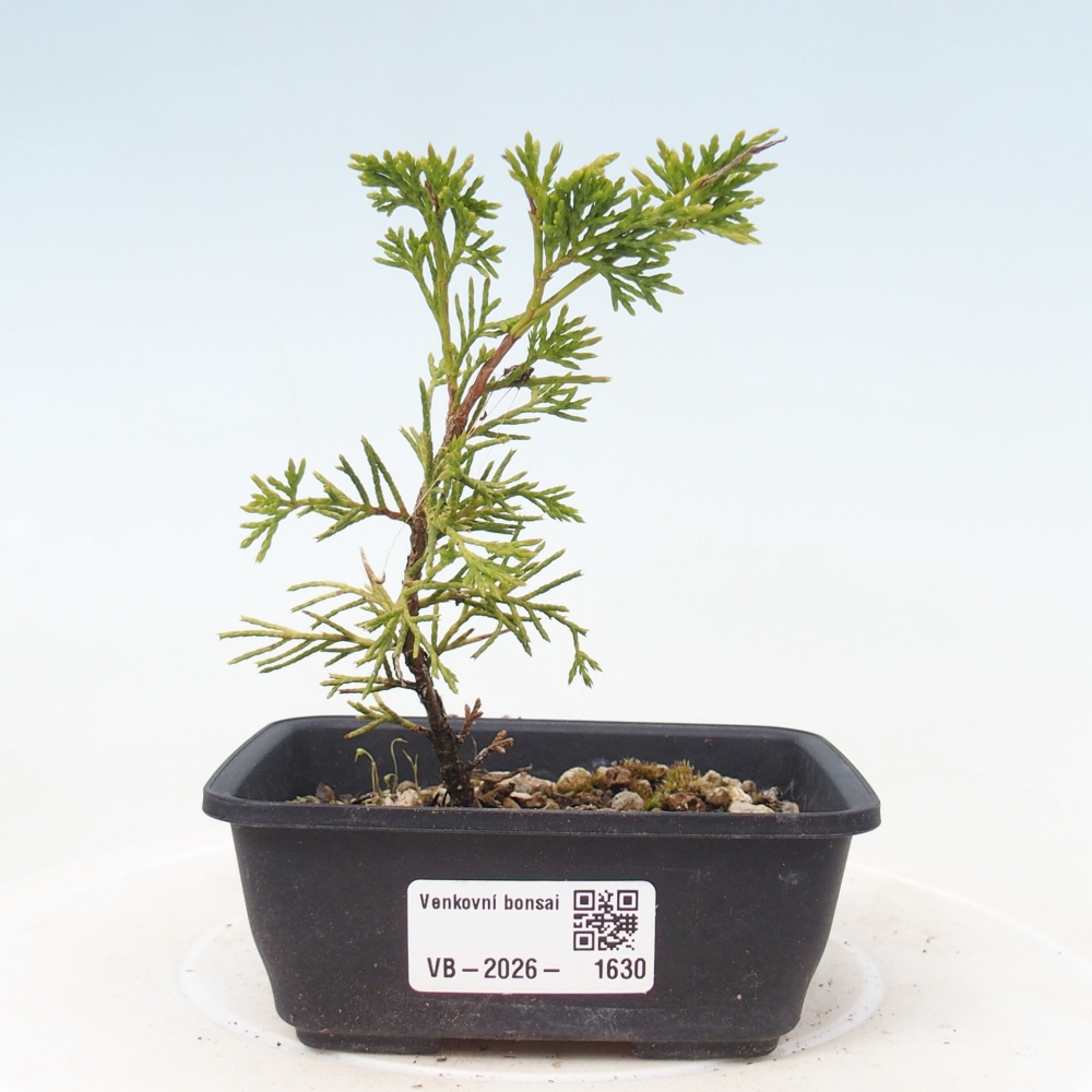 Bonsaï d'extérieur - Juniperus chinensis Itoigawa