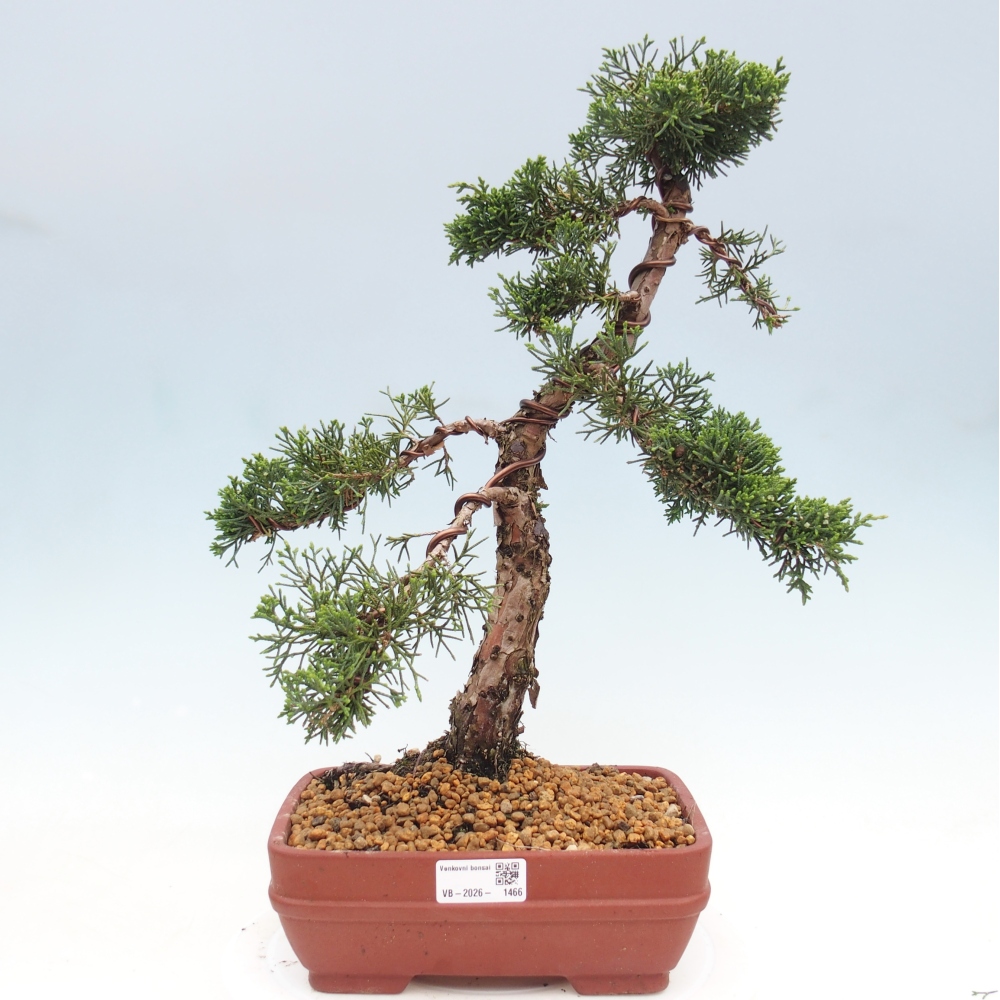 Bonsaï d'extérieur - Juniperus chinensis Kishu