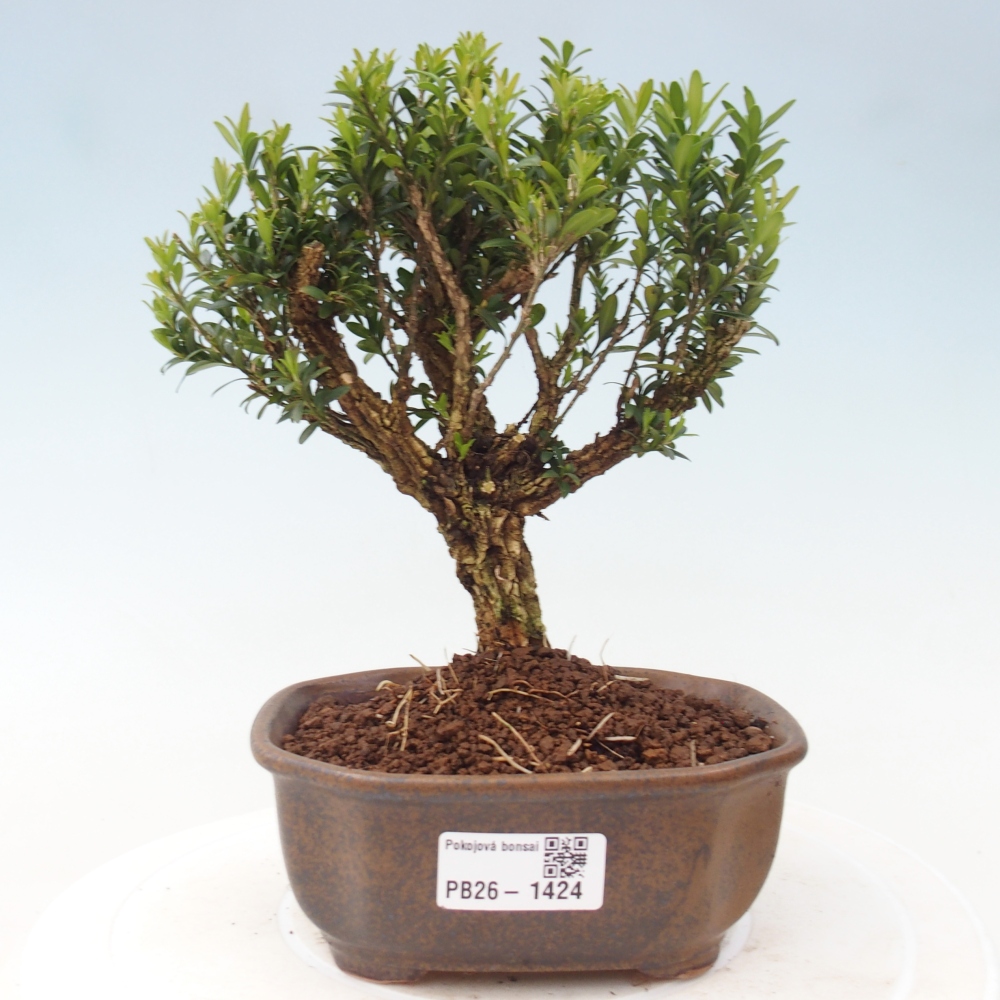 Bonsaï de chambre - Buxus harlandii - buxus liège