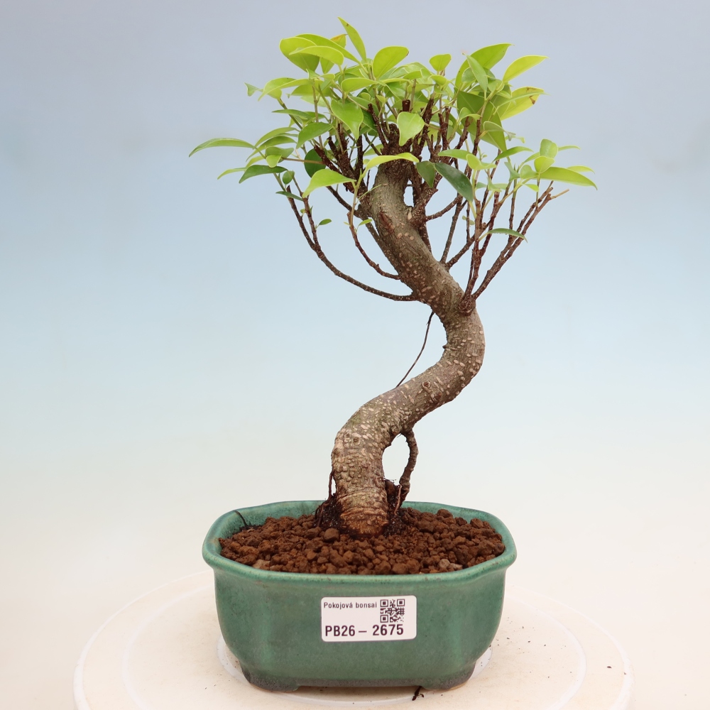Salle bonsaï - Ficus kimmen - ficus à petites feuilles