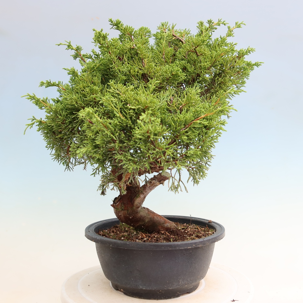 Bonsaï d'extérieur - Juniperus chinensis Itoigawa-Juniperus chinensis