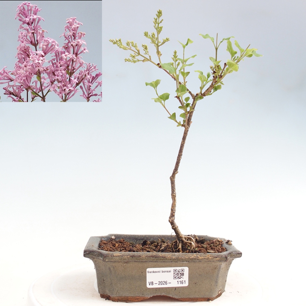 Bonsaï d'extérieur - Syringa Meyeri Palibin - Lilas de Meyer