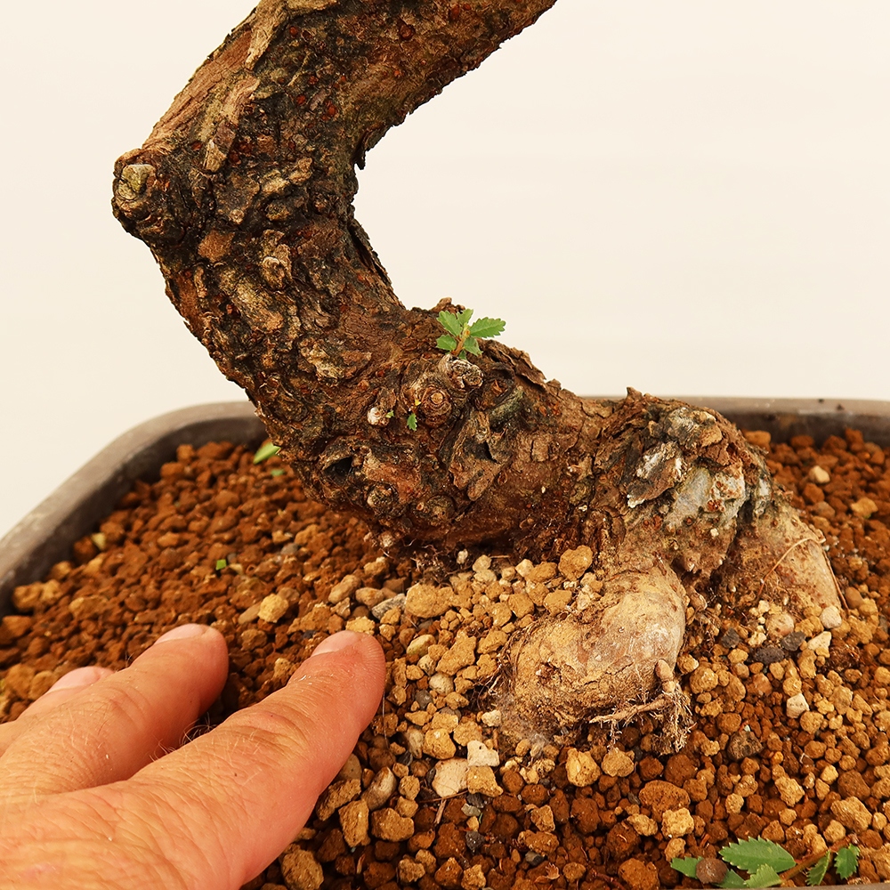 Bonsaï d'extérieur - Zelkova - Zelkova NIRE