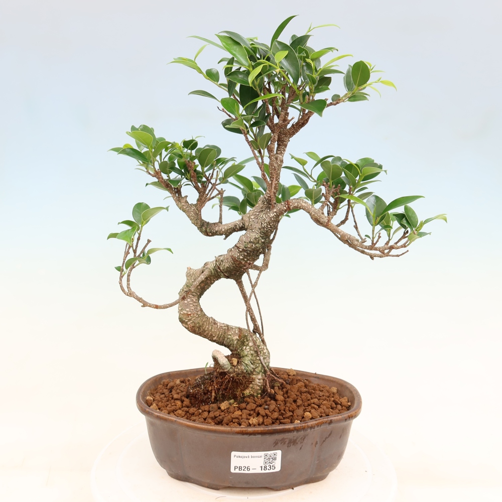 Salle bonsaï - Ficus retusa - ficus à petites feuilles