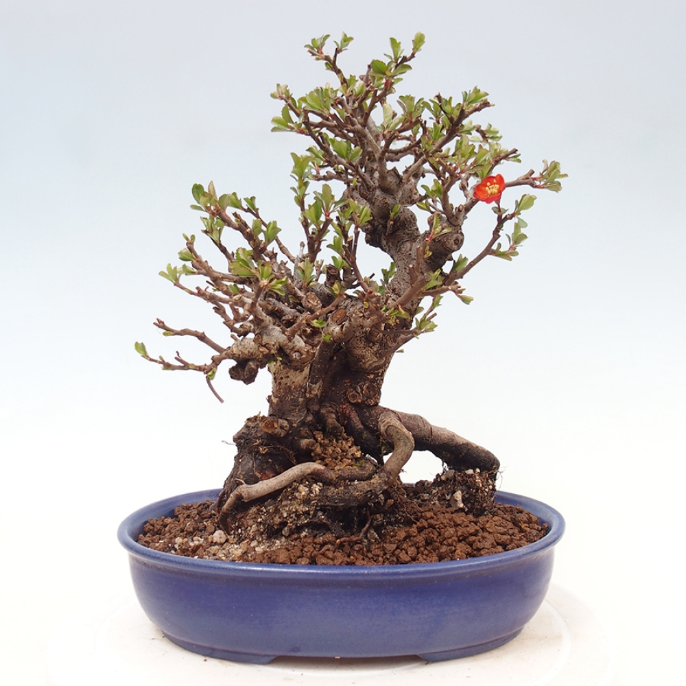 Bonsaï d'extérieur - Chaneomeles speciosa - Coing