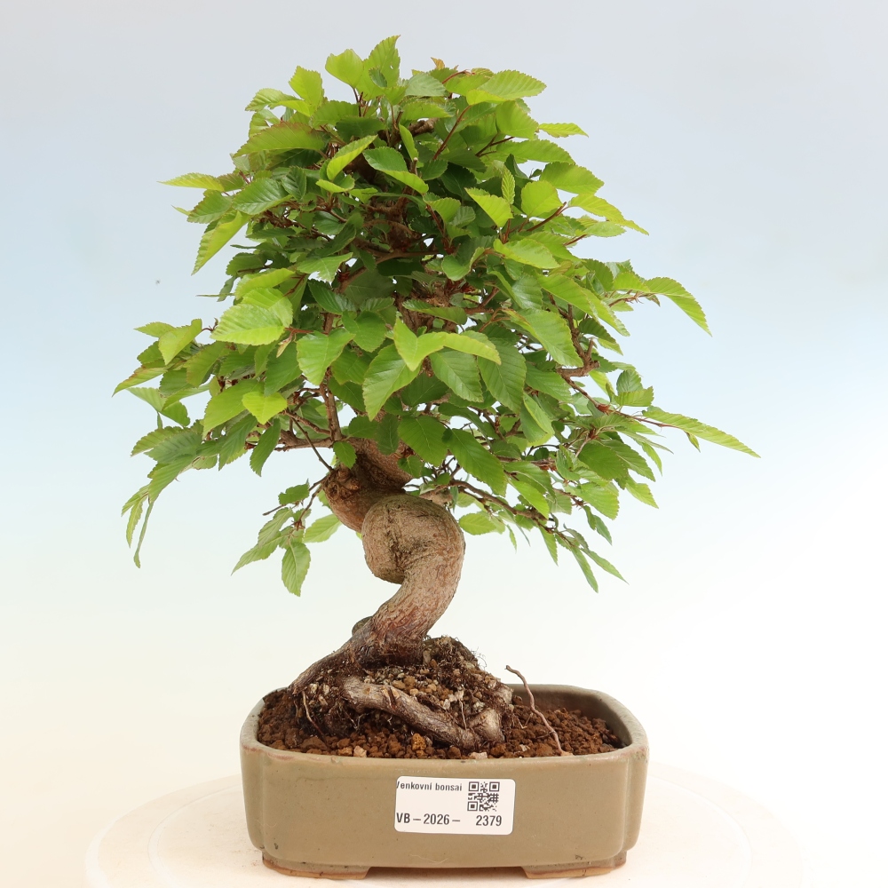Bonsaï d'extérieur -Carpinus Coreana - Charme de Corée