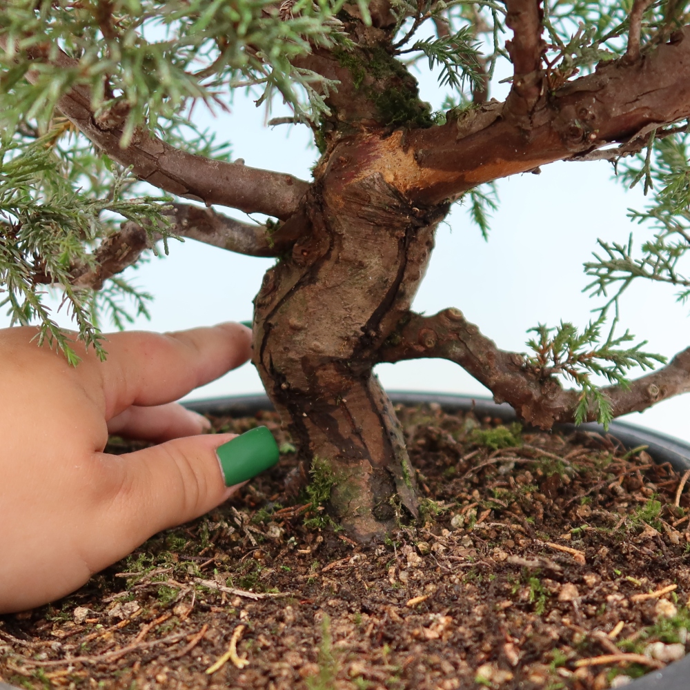 Bonsaï d'extérieur - Juniperus chinensis Itoigawa-Juniperus chinensis