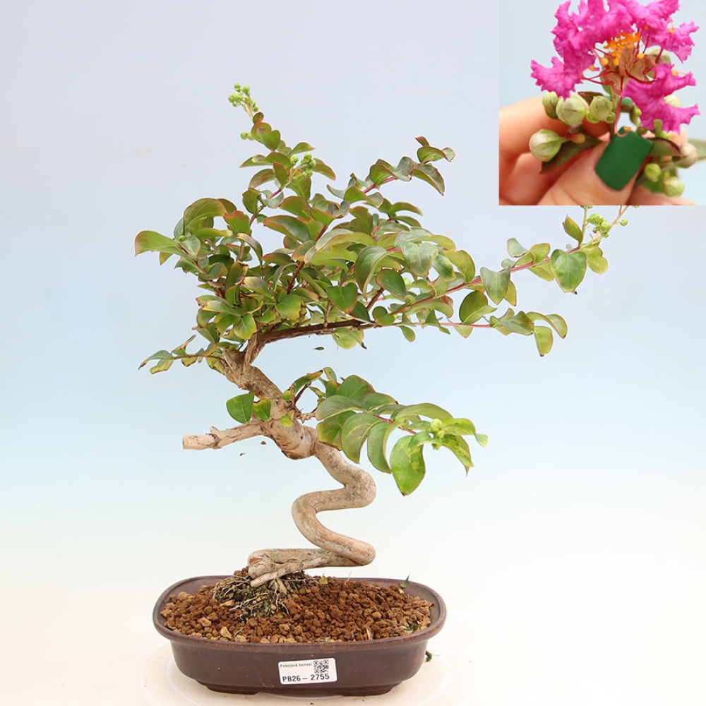 Bonsaï d'intérieur - Lagerstroemia indica - lilas indien