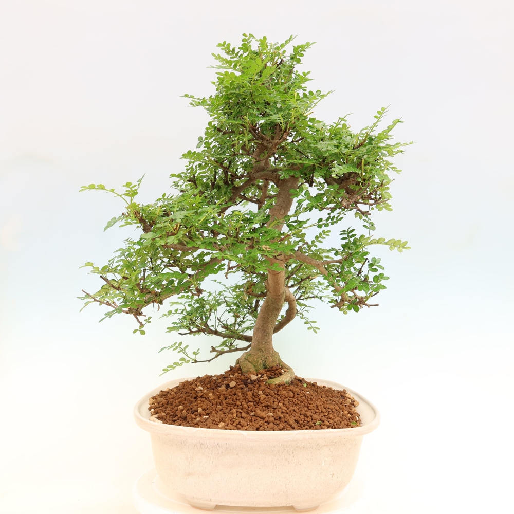 Salle bonsaï - Zantoxylum piperitum - arbre à poivre