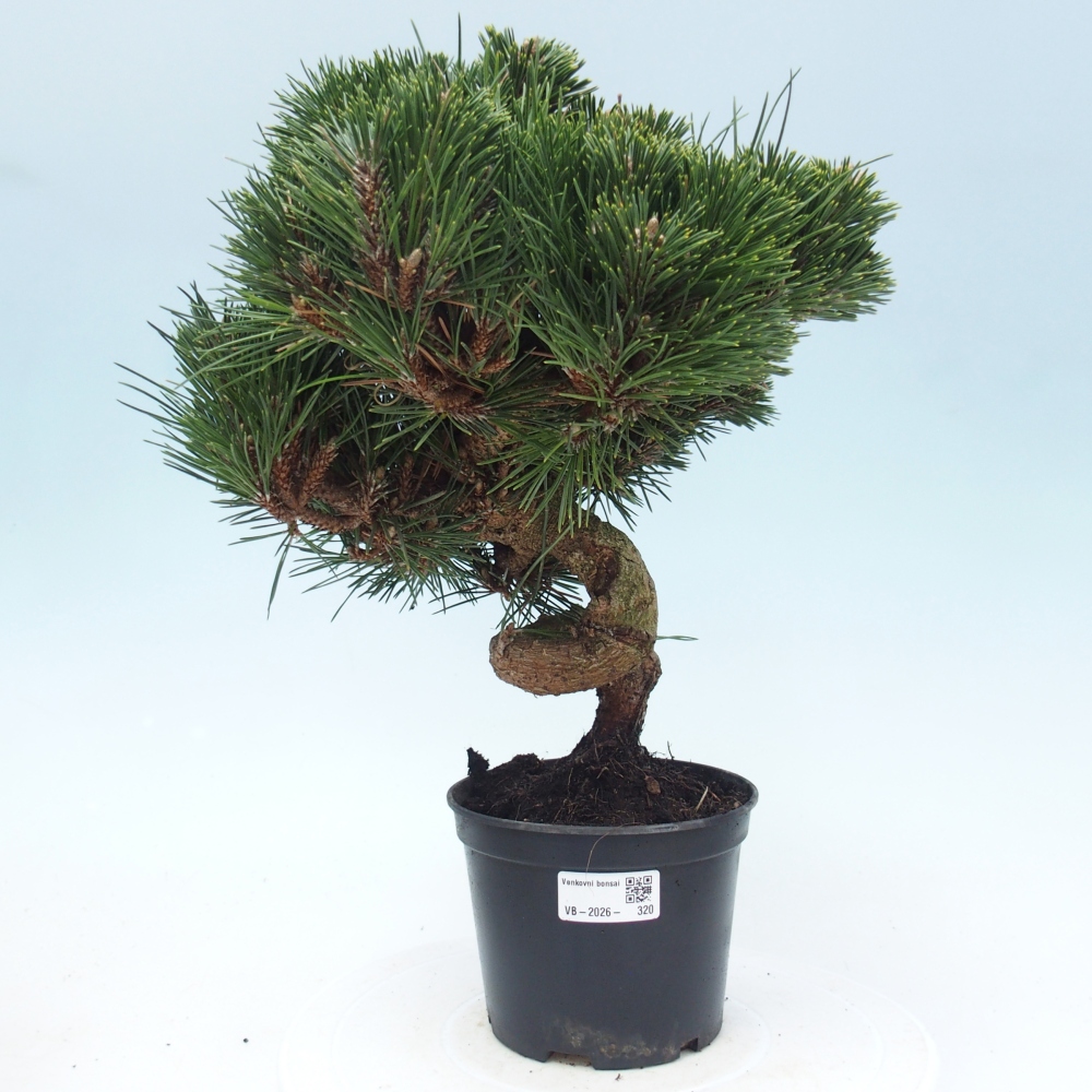 Bonsaï d'extérieur - Pinus thunbergii senjyumaru - Pin de Thunberg