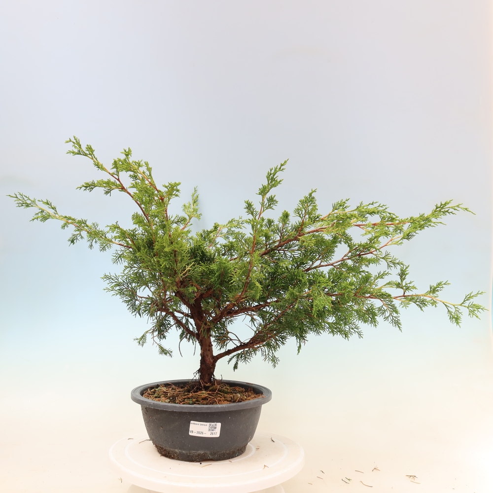 Bonsaï d'extérieur - Juniperus chinensis Itoigawa