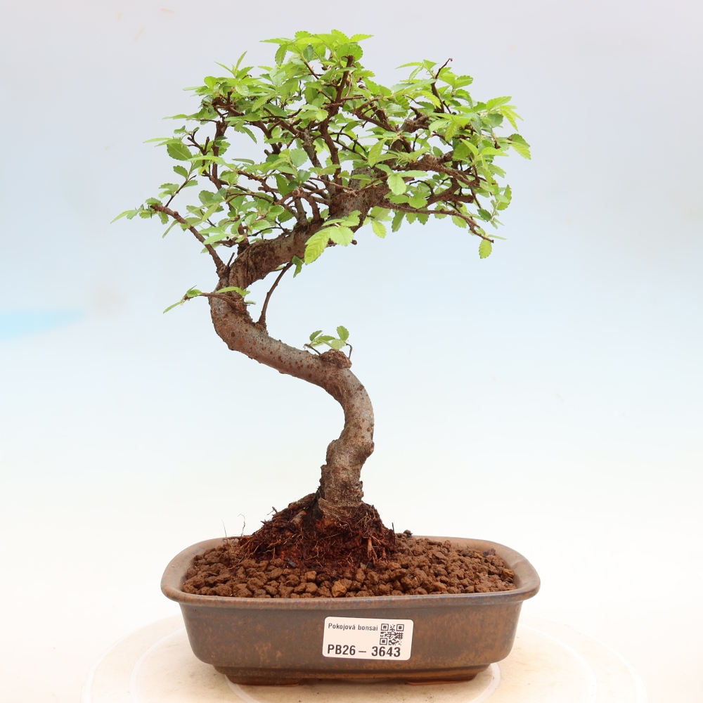 Bonsaï de chambre - Ulmus parvifolia - Orme à petites feuilles