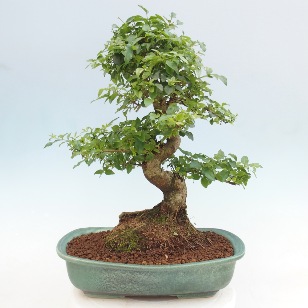 Bonsaï de chambre -Ligustrum chinensis - Bec d'oiseau