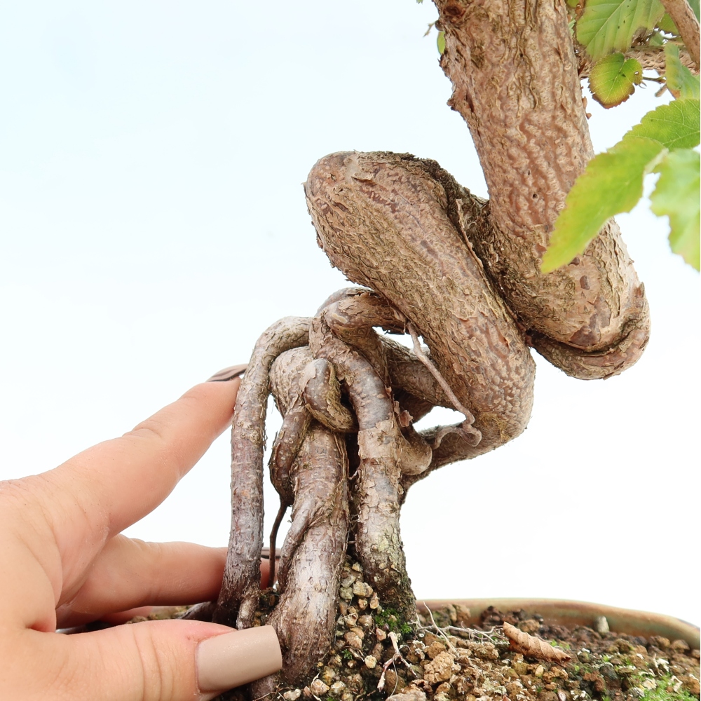 Bonsaï d'extérieur -Carpinus CARPINOIDES - Charme de Corée