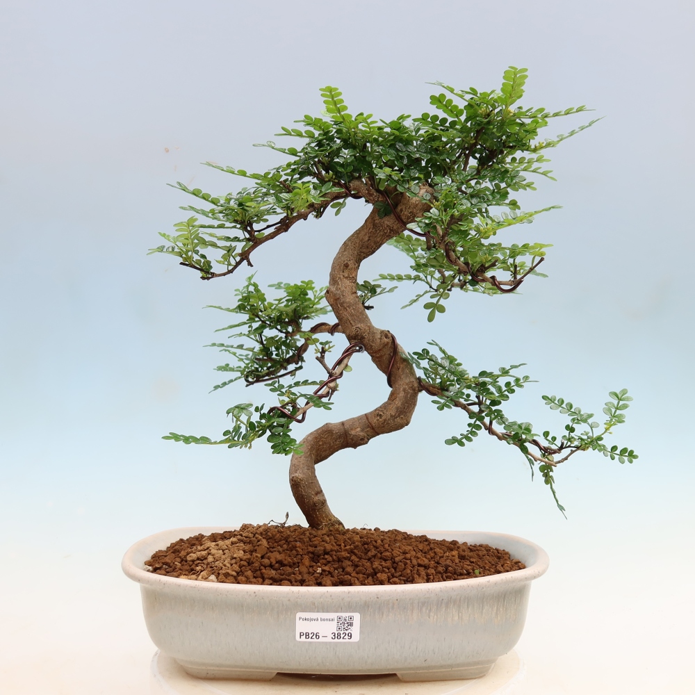 Salle bonsaï - Zantoxylum piperitum - arbre à poivre
