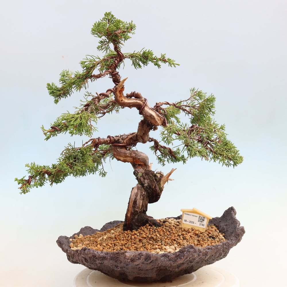 Bonsaï d'extérieur - Juniperus chinensis Itoigawa-Juniperus chinensis