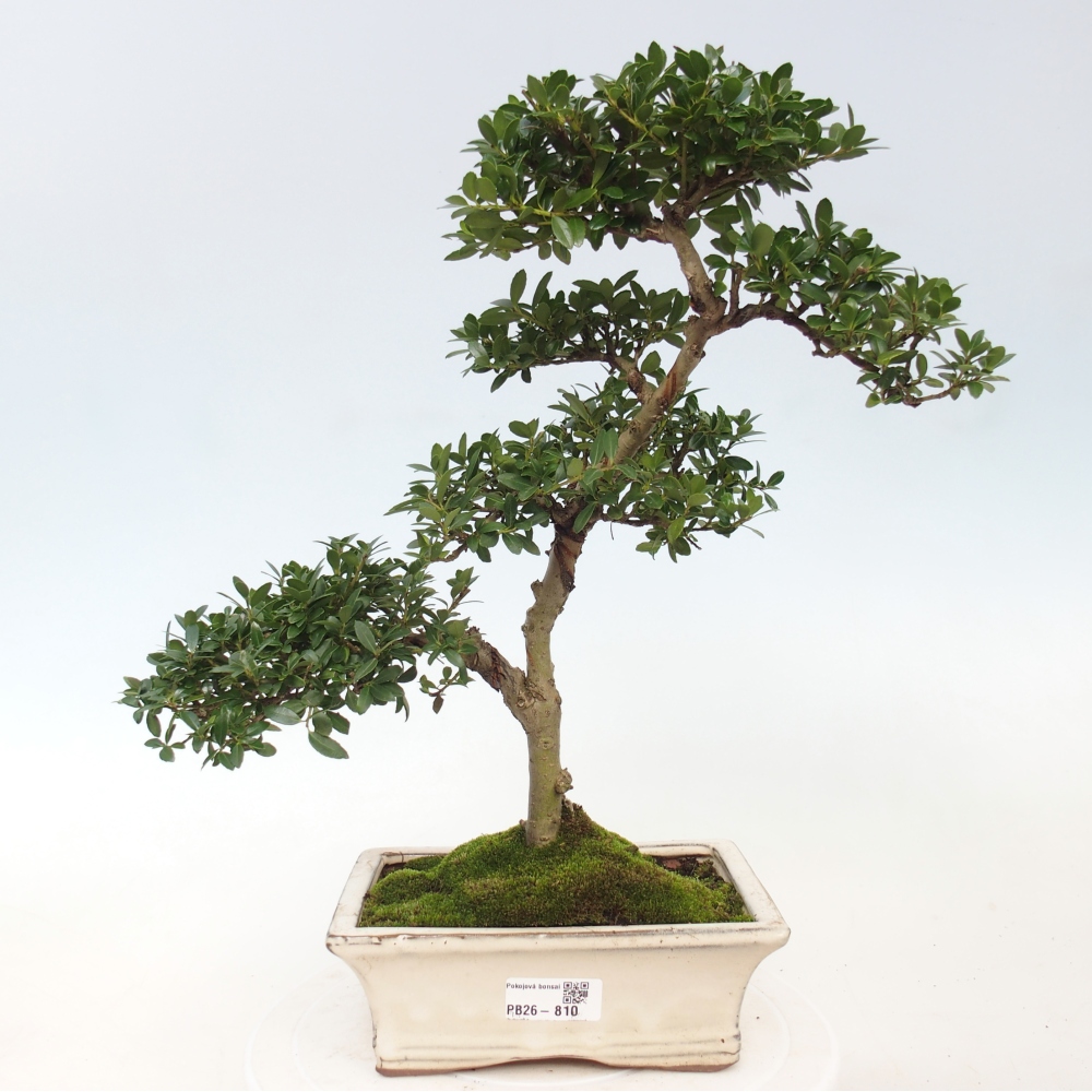 Bonsaï de chambre - Ilex crenata - Houx