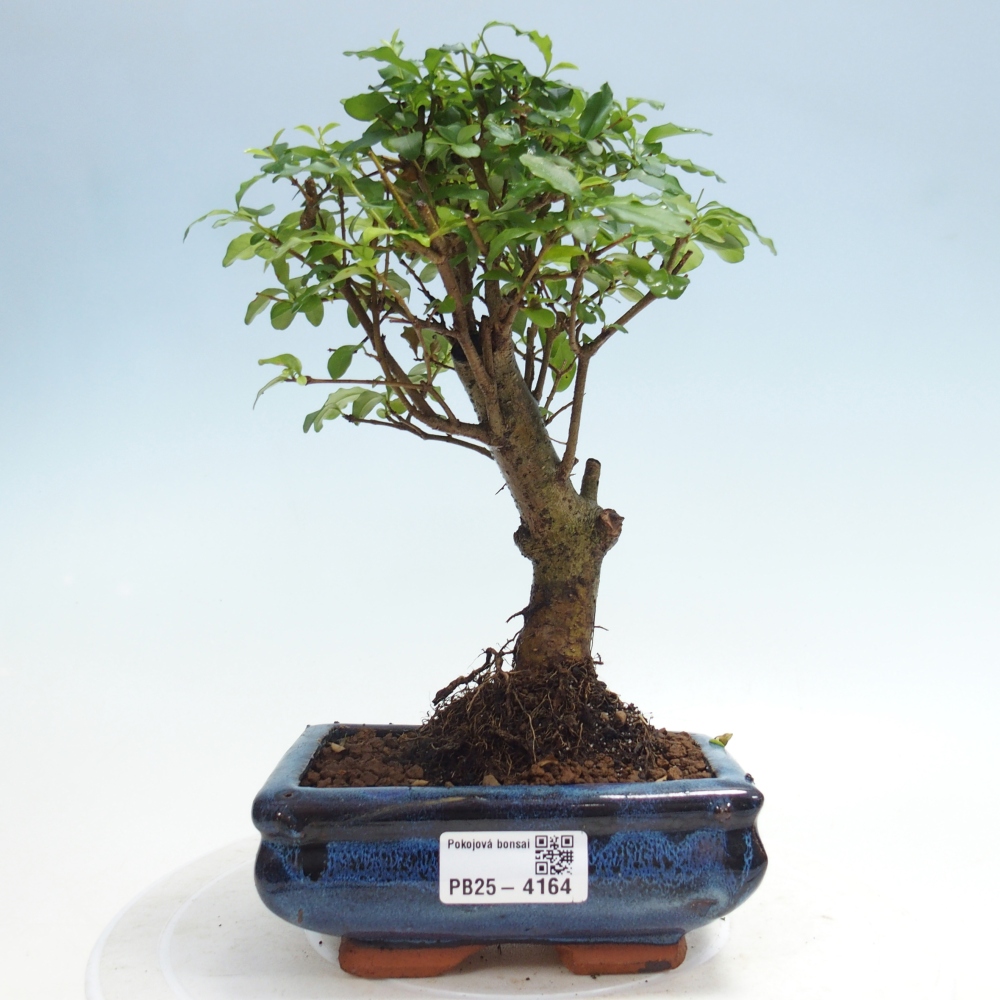 Bonsaï de chambre -Ligustrum chinensis - Bec d'oiseau