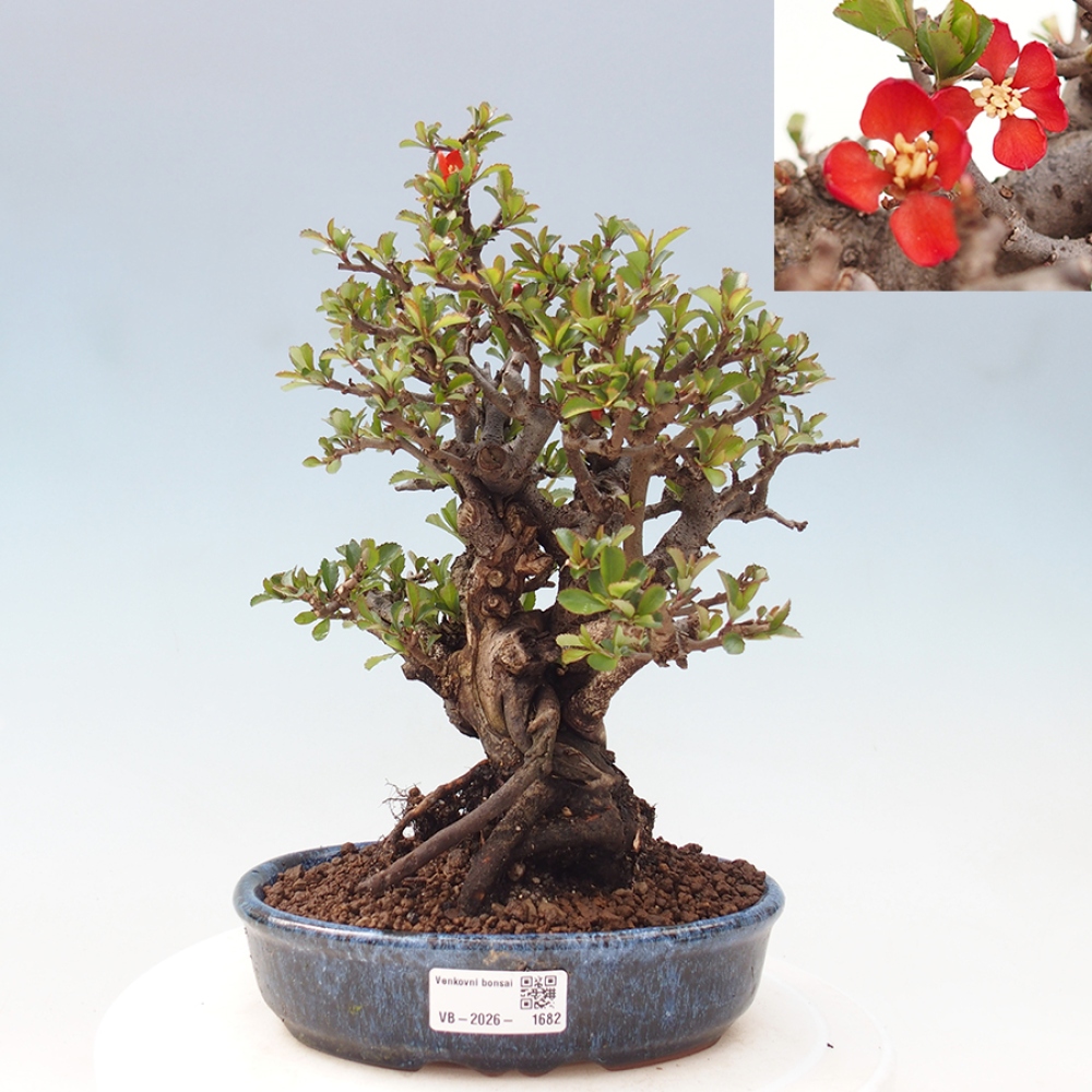 Bonsaï d'extérieur - Chaneomeles speciosa - Coing