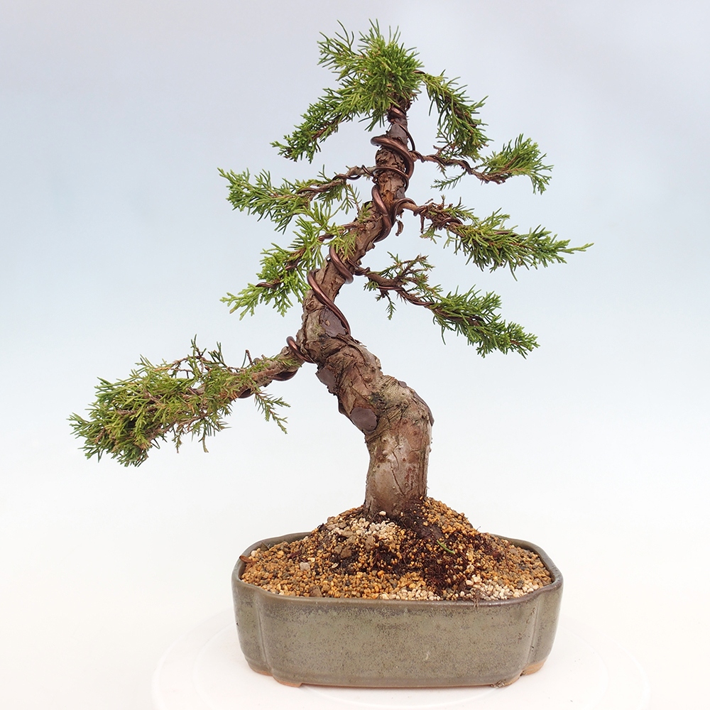 Bonsaï d'extérieur - Juniperus chinensis Itoigawa