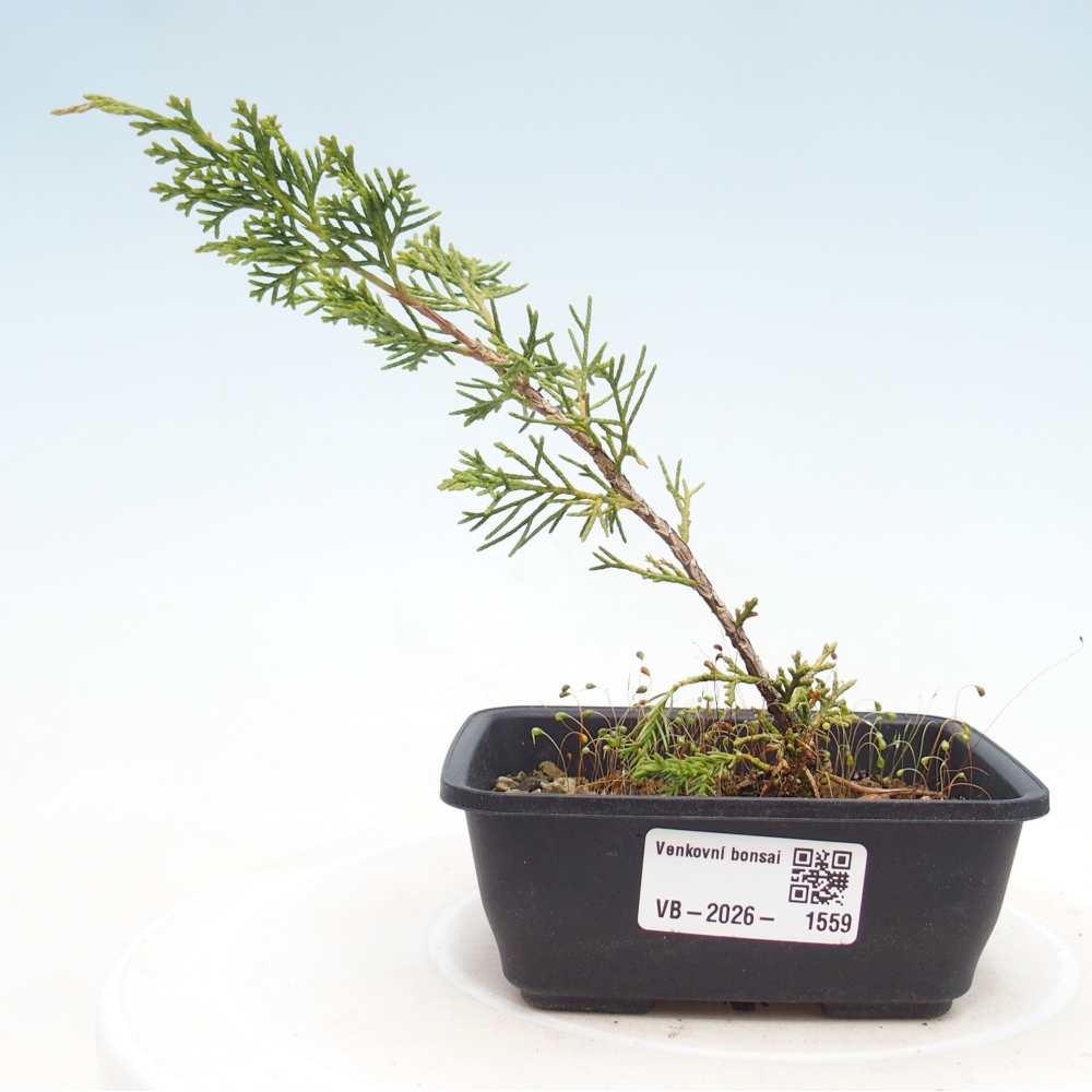 Bonsaï d'extérieur - Juniperus chinensis Itoigawa