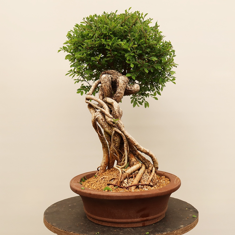 Bonsaï d'extérieur - Zelkova - Zelkova NIRE