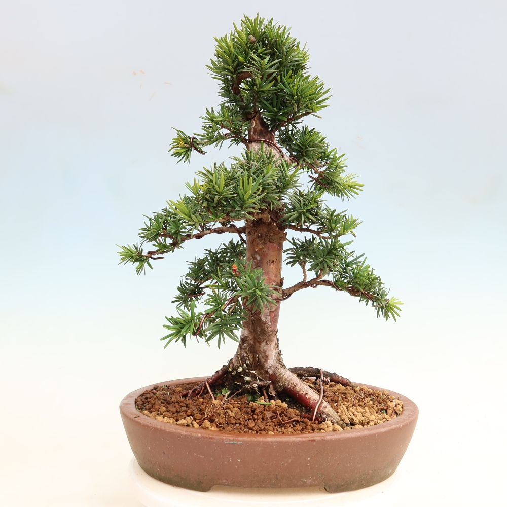 Bonsaï d'extérieur - Taxus cuspidata - If japonais