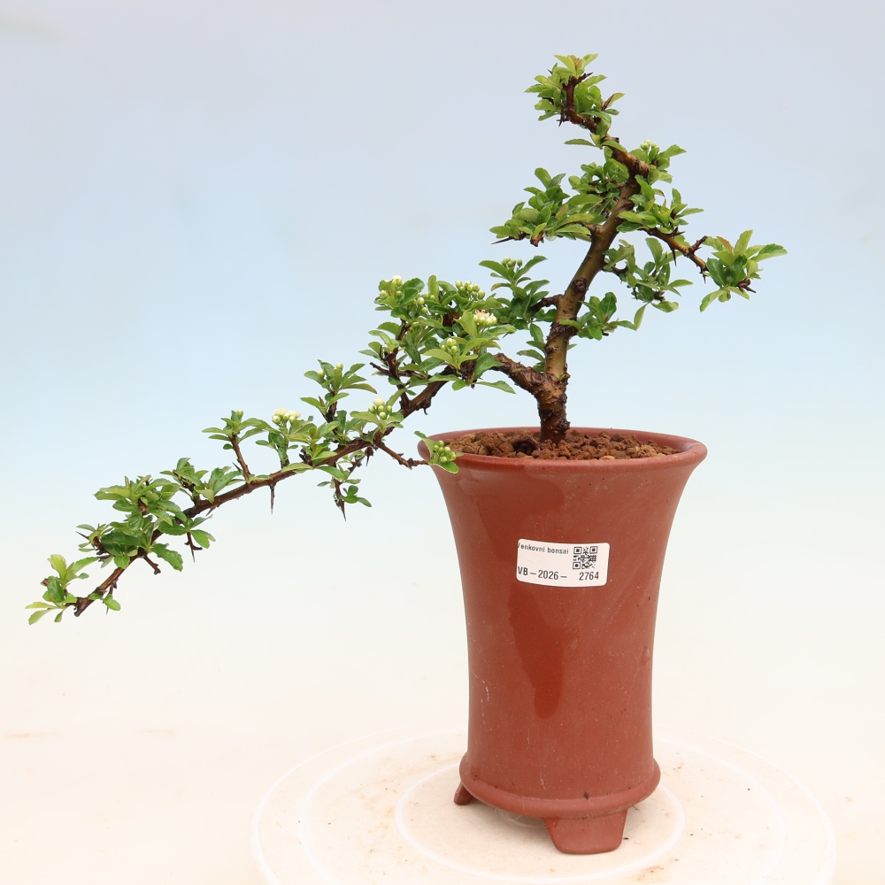 Bonsaï d'extérieur - Pyracantha teton - Pyracantha écarlate