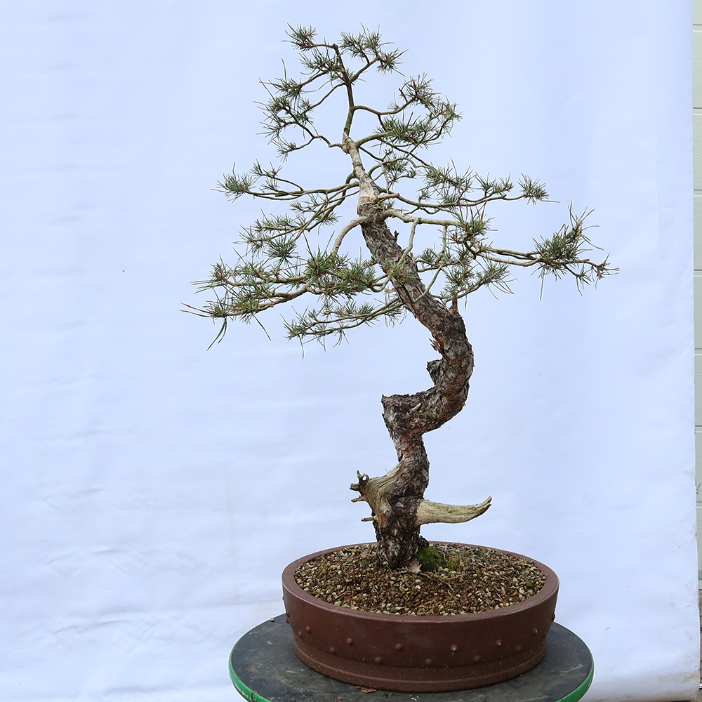 Pinus sylvestris Espagne - pin sylvestre