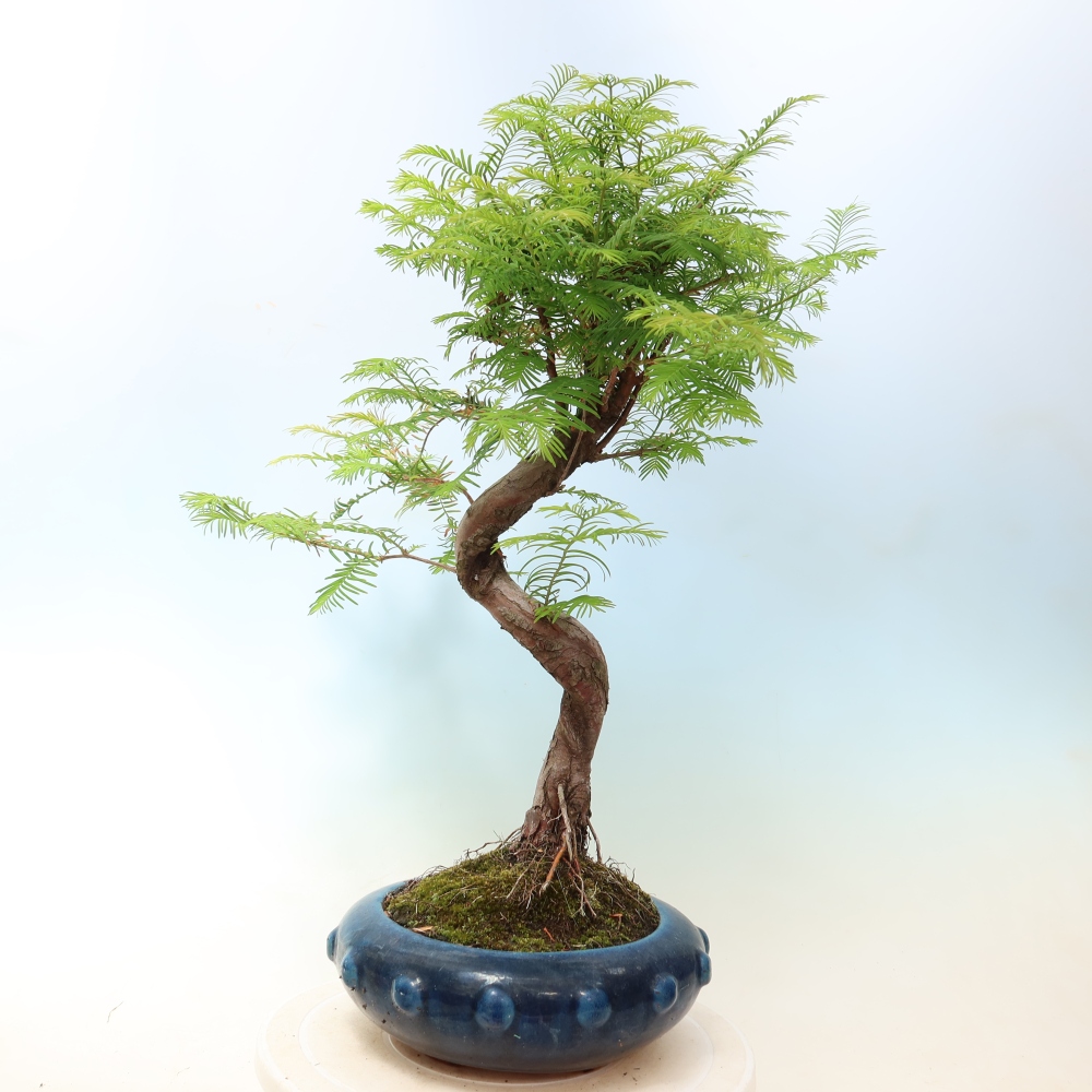 Bonsaï d'extérieur - Metasequoia glyptostroboides - Metasequoia chinois