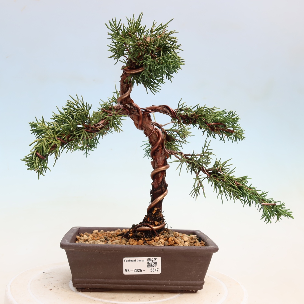 Bonsaï d'extérieur - Juniperus chinensis Kishu
