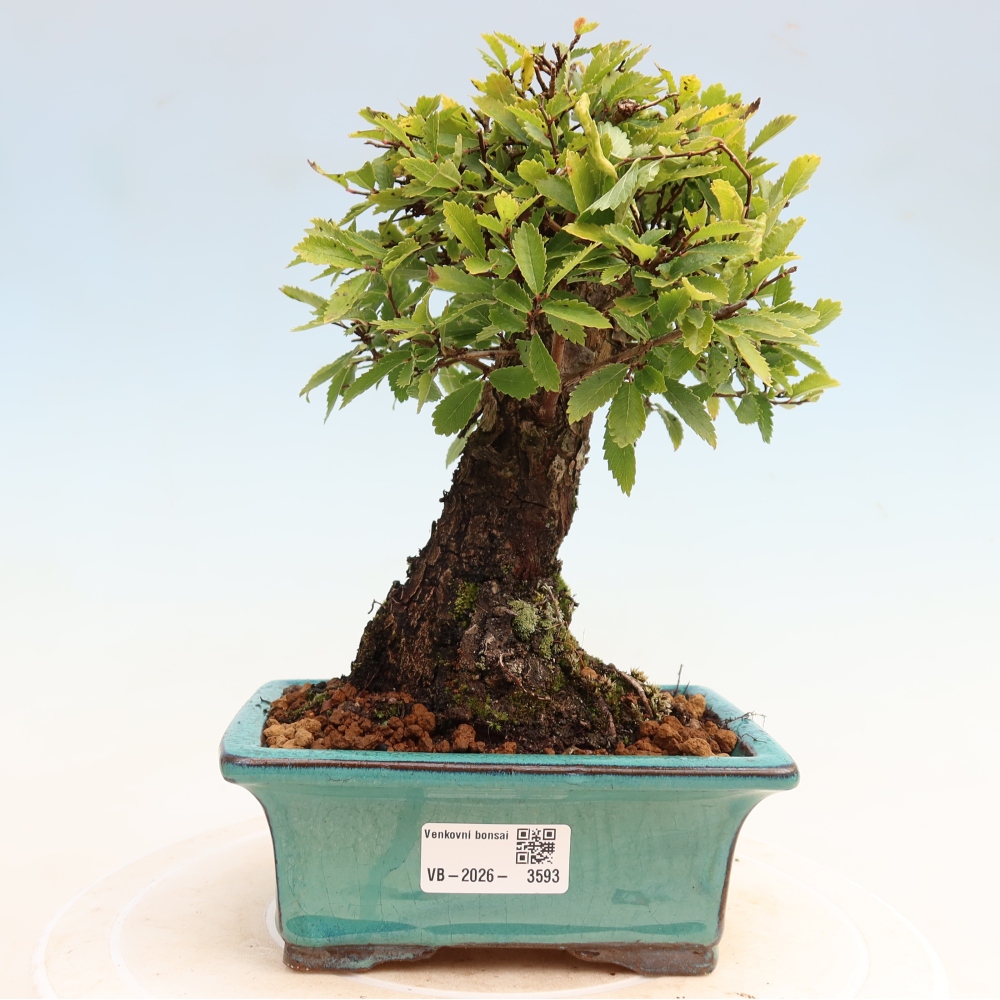 Bonsaï d'extérieur - Zelkova - Zelkova NIRE