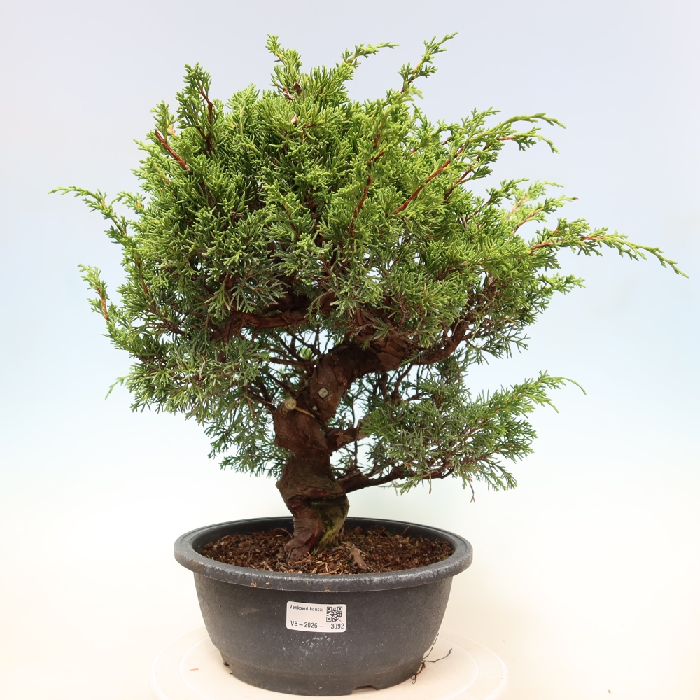 Bonsaï d'extérieur - Juniperus chinensis Itoigawa-Juniperus chinensis