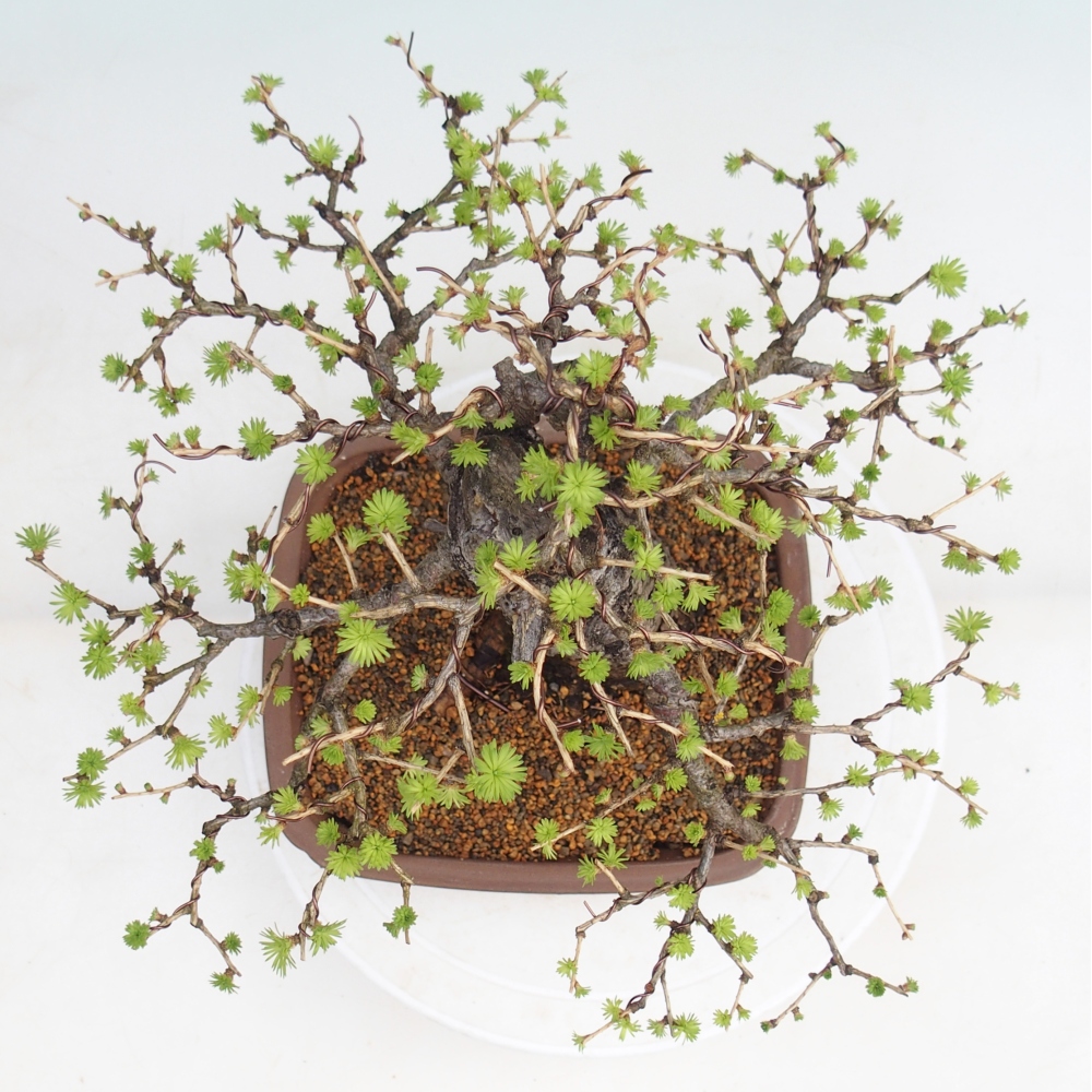 Bonsaï d'extérieur -Larix decidua - Mélèze