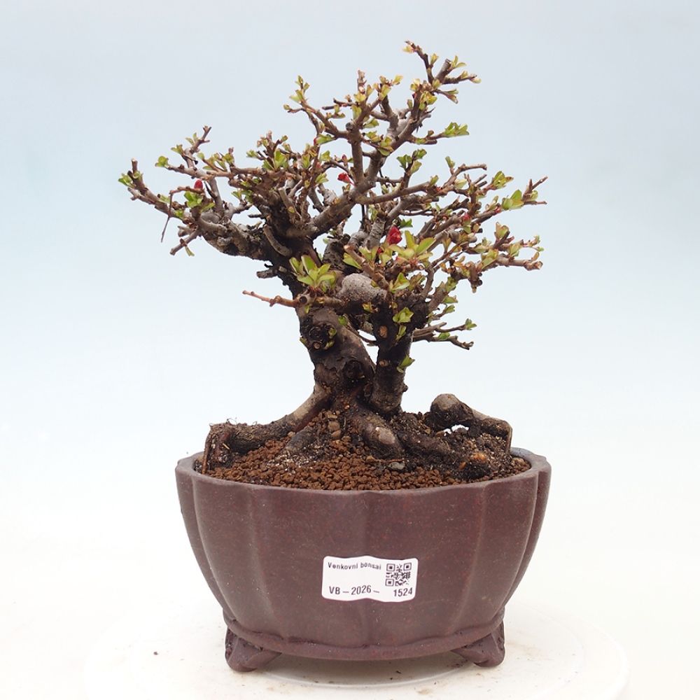 Bonsaï d'extérieur - Chaneomeles speciosa - Coing