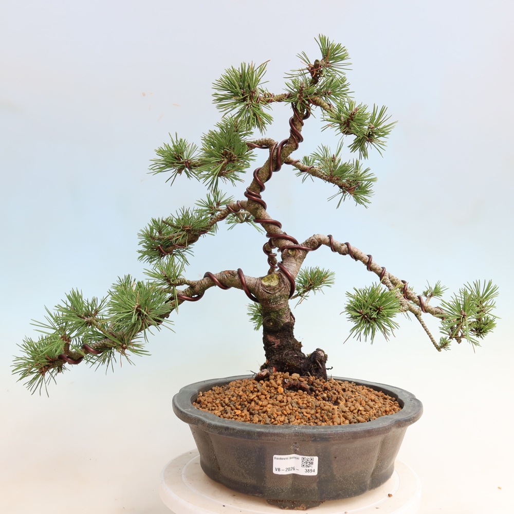 Bonsaï d'extérieur - Pinus mugo Humpy  - Pin nain