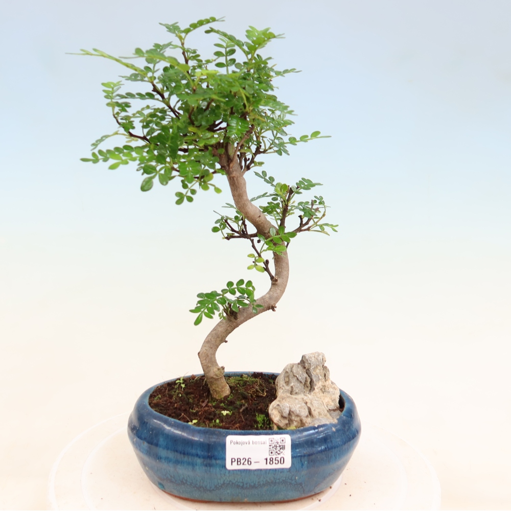 Salle bonsaï - Zantoxylum piperitum - arbre à poivre