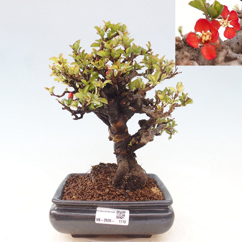 Bonsaï d'extérieur - Chaneomeles speciosa - Coing