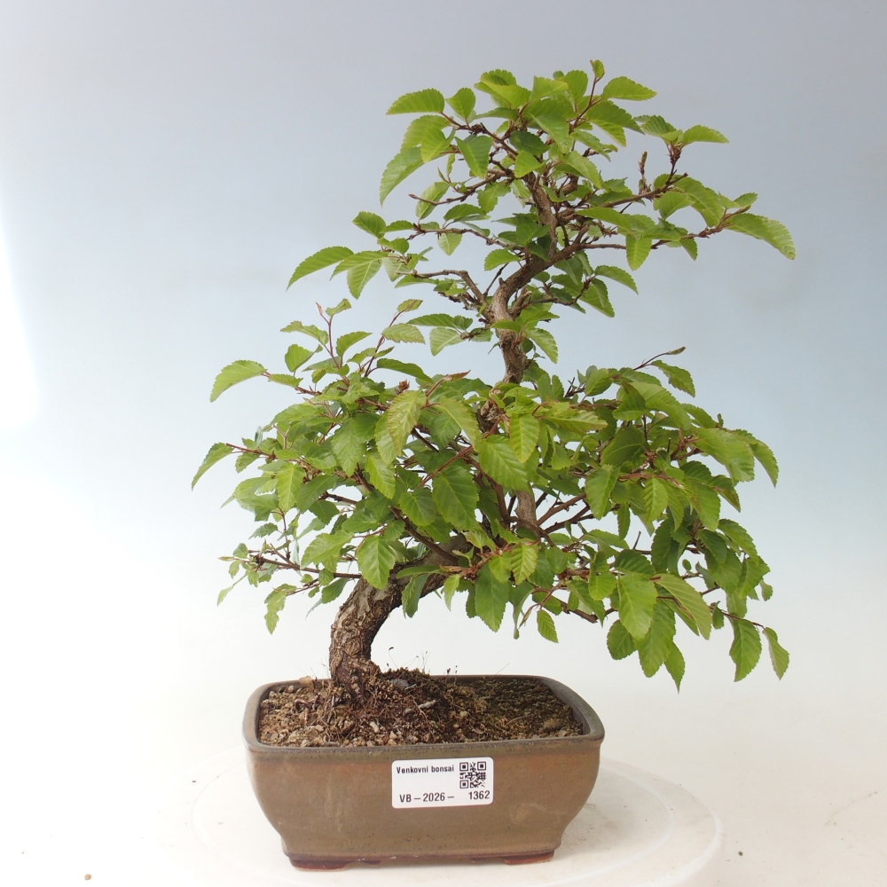 Bonsaï d'extérieur -Carpinus CARPINOIDES - Charme de Corée