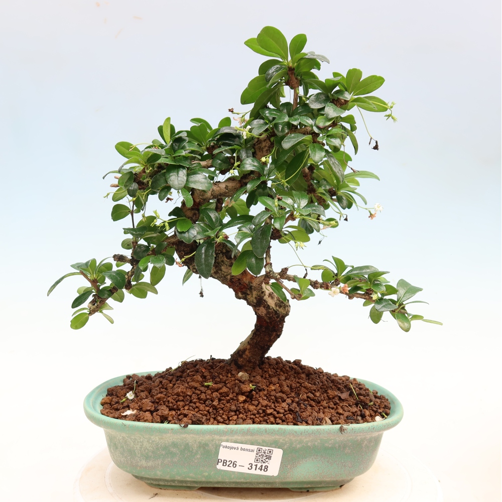Bonsaï de chambre - Carmona macrophylla - Tea fuki
