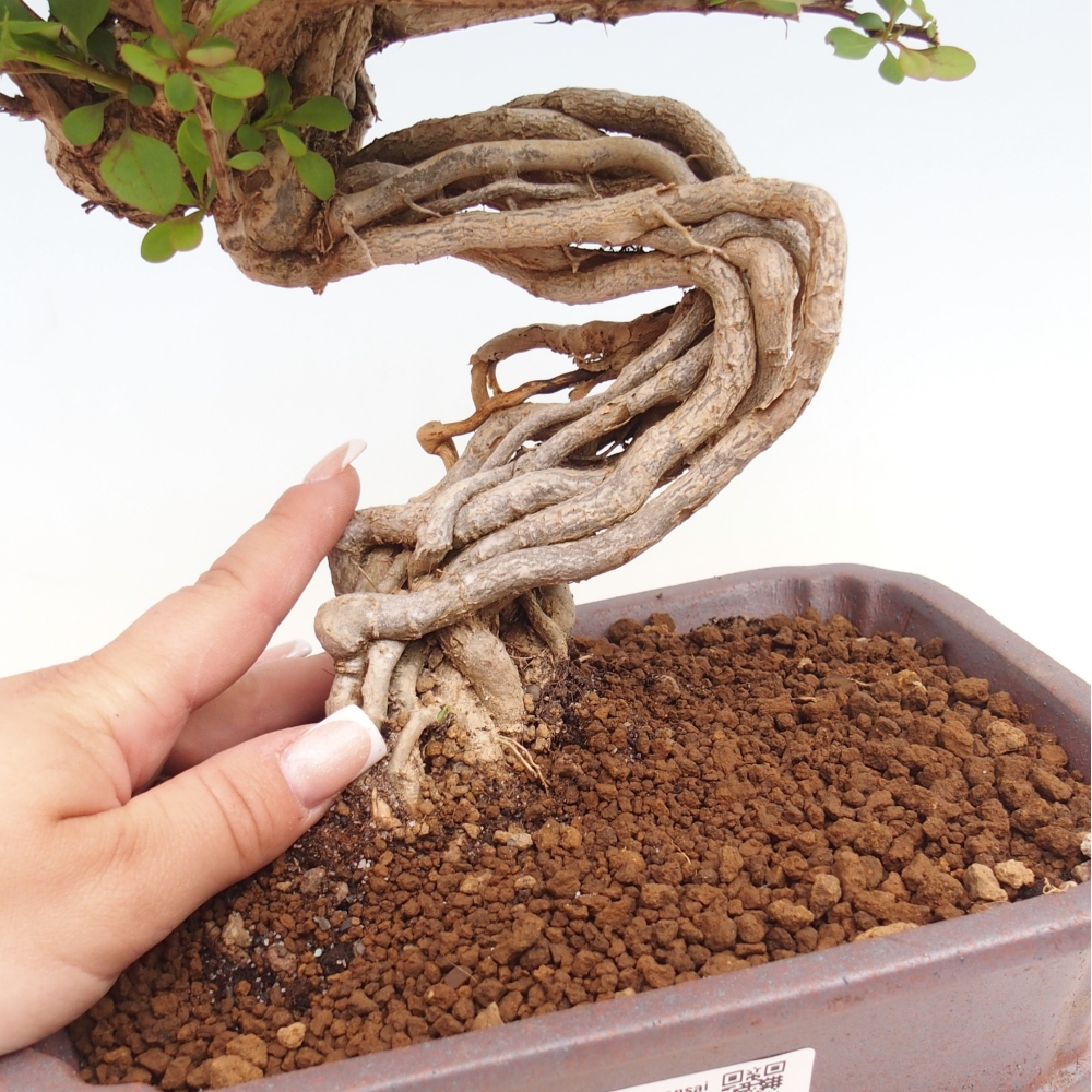 Bonsaï d'extérieur - Berberis coreana