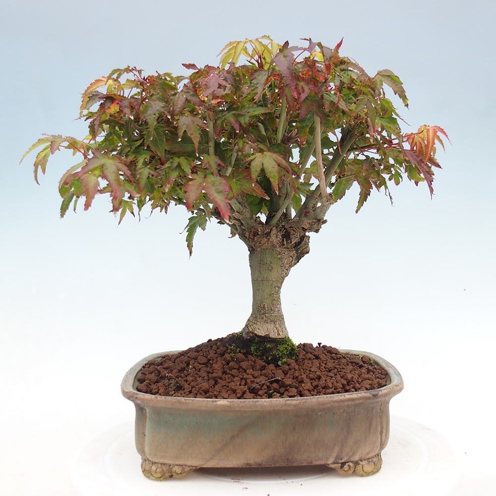 Acer palmatum KIOHIME - Érable palmé