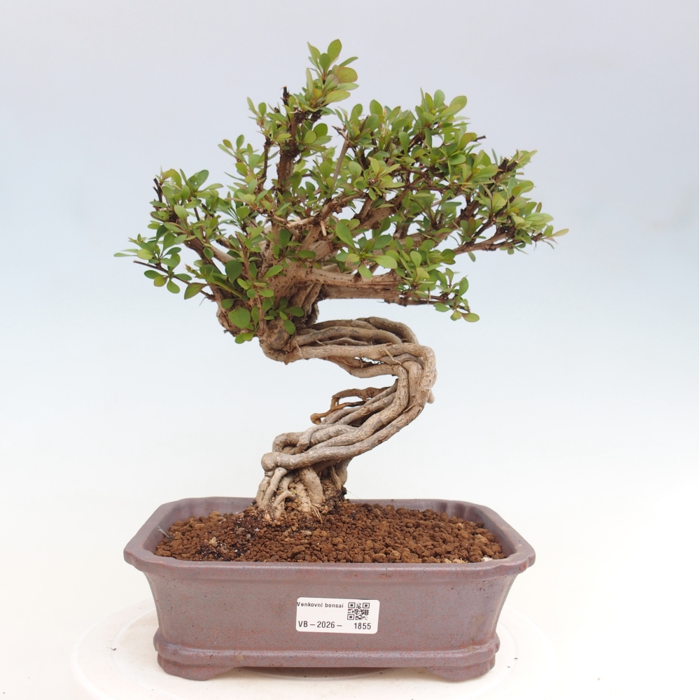 Bonsaï d'extérieur - Berberis coreana