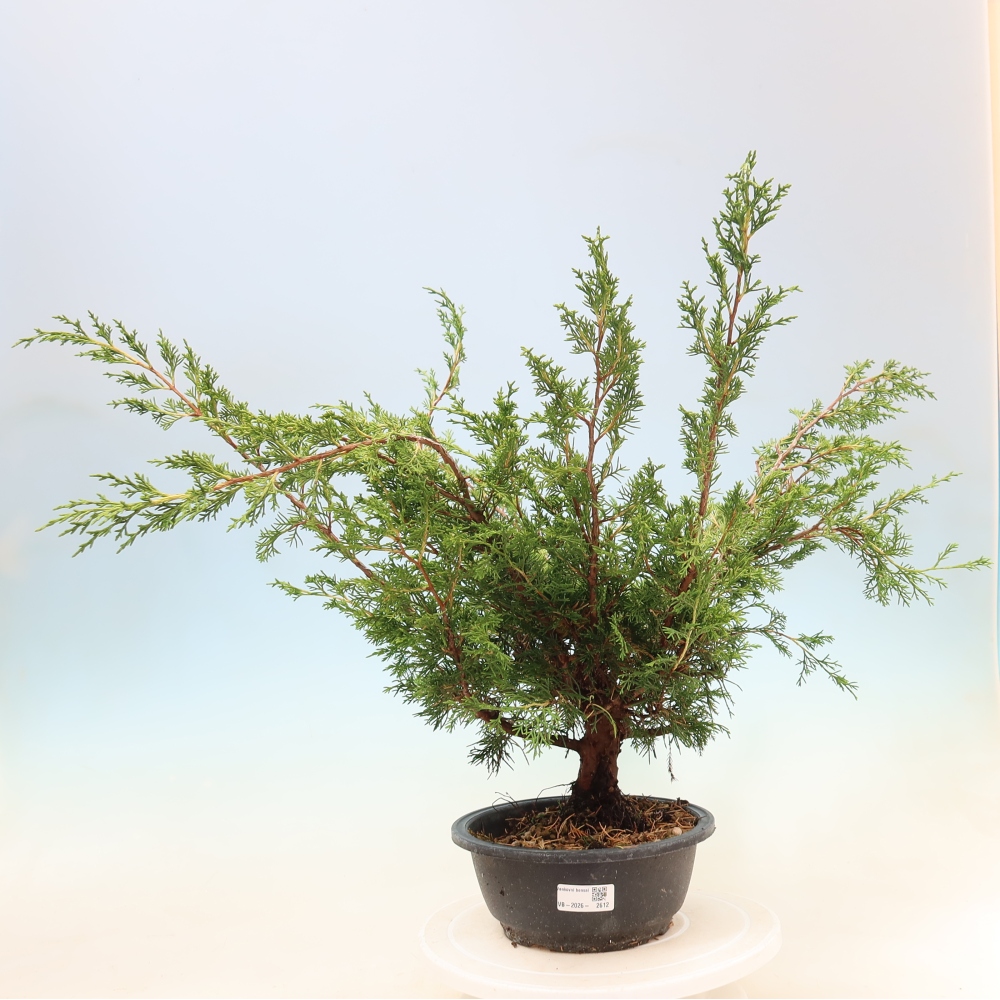 Bonsaï d'extérieur - Juniperus chinensis Itoigawa