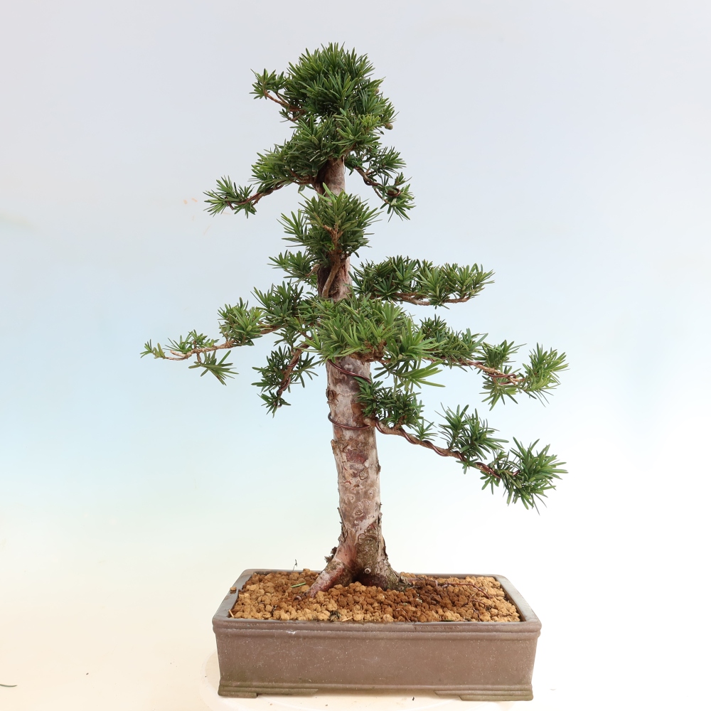 Bonsaï d'extérieur - Taxus cuspidata - If japonais